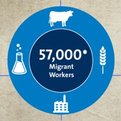 Thumbnail for Assessing the Midwest’s Reliance on Immigrant Labor