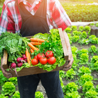 Organic Farm