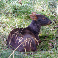 Pudu