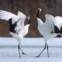 Red Crowned Crane