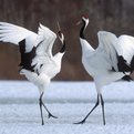 Thumbnail for Birds Provide Insights Into Climate Change