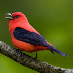 scarlet-tanager-240