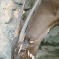 Thumbnail for Rediscovery of 'Asian Unicorn' Raises Hopes Among Conservationists