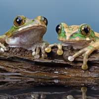 Tree frogs