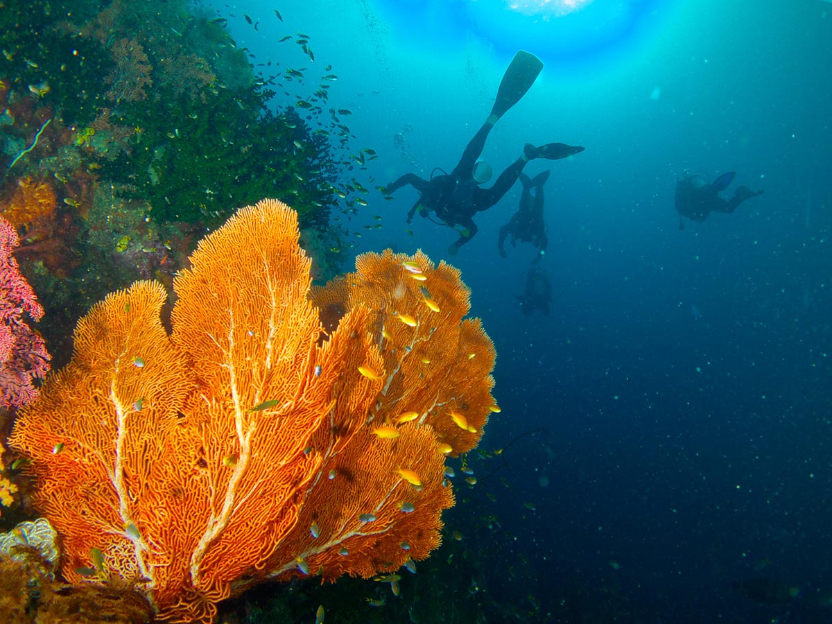 Divers exploring a reef in West Papua, Indonesia