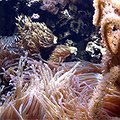 Even Brief Fishing Season Can Prove Long-Term Detriment to Protected Marine Areas thumbnail