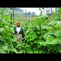 HarvestPlus | 100&Change Semi-Finalist thumbnail