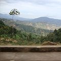 Protected Areas in Africa’s Albertine Rift Continue to Support Wildlife thumbnail