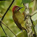 Video: Biodiversity and Climate Change in the Tropical Andes thumbnail