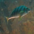 First-ever Convening Offers Lessons in Fisheries Management thumbnail