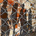 Reducing Incarceration Among Latino and Immigrant Populations thumbnail