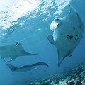 Indonesia Declares Largest Manta Ray Sanctuary in the World thumbnail