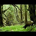 Forest Trends, 2015 MacArthur Award Recipient thumbnail