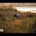 Preserving Biodiversity Around the World thumbnail