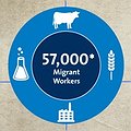 Assessing the Midwest’s Reliance on Immigrant Labor thumbnail