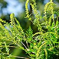 Climate Change Worsens Allergy Season thumbnail