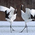 Birds Provide Insights Into Climate Change thumbnail