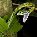 Conservationists Chronicle the Staggering Diversity of Wildlife in Bolivian Park thumbnail